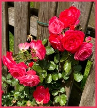 In my brother's garden.  In mijn broers tuin.
