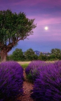 purple evening