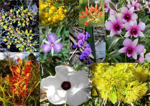 Beautiful and Unusual Flowers Australian Natives  Wildflowers of Queensland