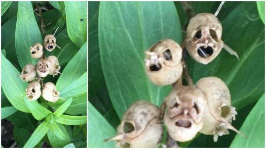 snapdragon seed pod