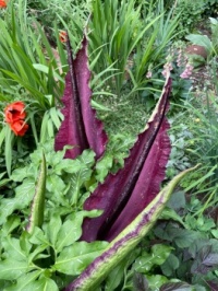 Dracunculus vulgaris, aka "Stinky Plant"!