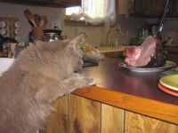 sneak attack on the ham