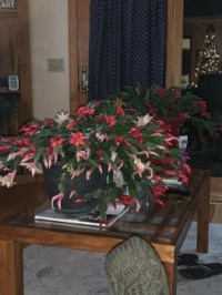 This Year's Christmas Cactus