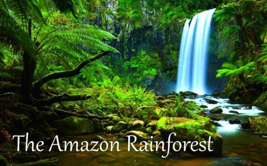 Solve The Amazon Rainforest jigsaw puzzle online with 228 pieces