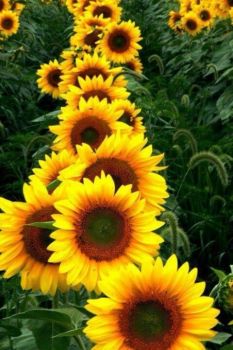 'Beautiful Sunflowers'..