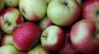 Lady Apples