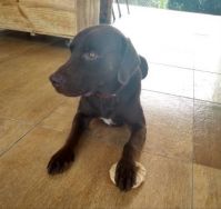 My dog Rex