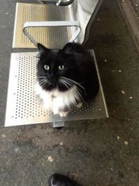 Felix the Train Station Cat