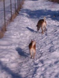 patrolling the border trail
