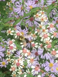 Asters