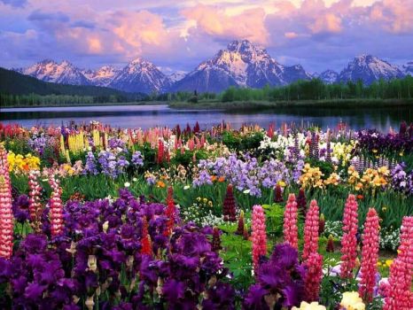 Flowers and Mountains