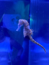 Seahorse in an aquarium at the Frost Museum Miami Florida