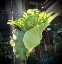 Pretty Staghorn