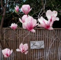 Saucer magnolia, M. soulangiana
