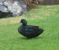 Black Mallard Duck