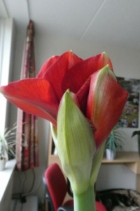 Second stem of my Amaryllis is opening