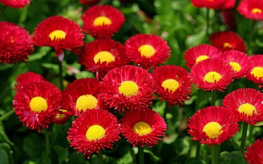 flower daisies red