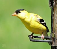 Goldfinch (male)