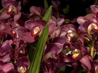 orchids_flowers