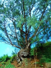 Pali Tree