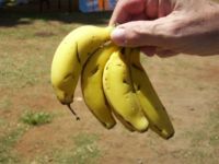 little bananas