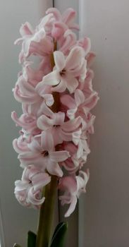 Hyacint (Hyacinthus)