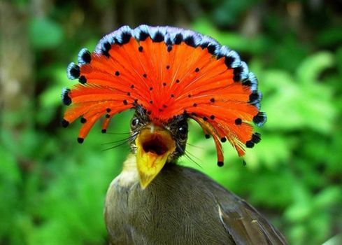 'Amazonian Royal Flycatcher of South America'..