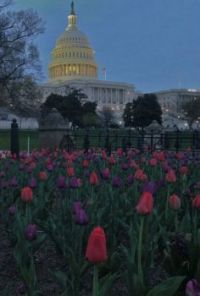 Tulips at the U.S. Capitol at blue hour