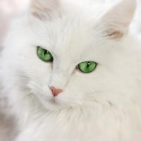 White Pussy!
