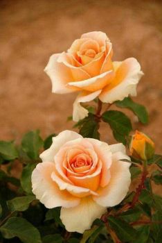 Hermosas Rosas