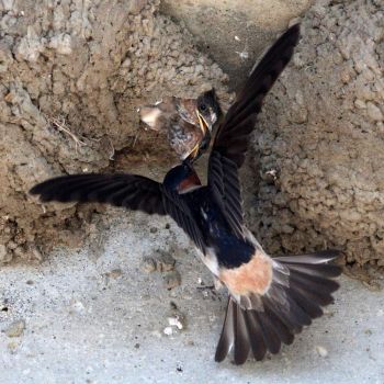Cliff Swallow Chicks, Lagoon Trail, Del Mar, California