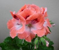 Pelargonium