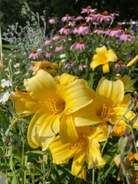 Yellow Daylilies