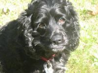 Colby the cocker spaniel