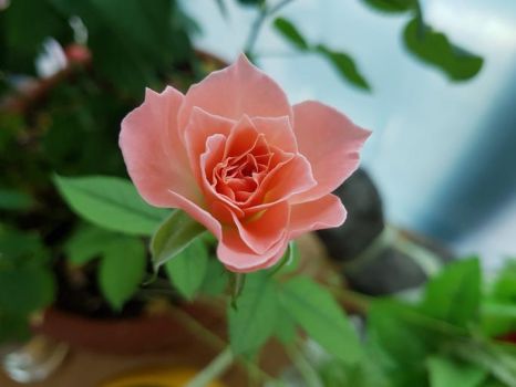 An August Rose