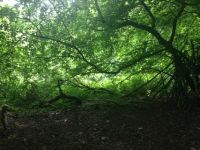 Sun through the trees