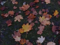 Colors-of-Autumn-2