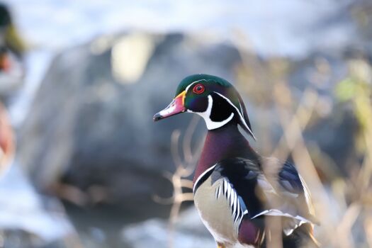 Solve Wood Duck Jigsaw Puzzle Online With 70 Pieces