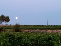 pleine lune au-dessus des vignes