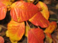 Poison Ivy in Fall Colors