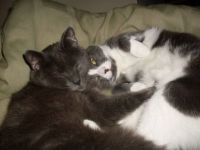 Cat Bromance -Mickey & Smudge