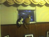 Simba and Dale