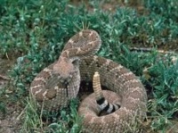Western Diamond-Back Rattlesnake