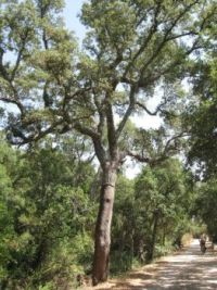 Cork oak tree, Sardinia, Italy