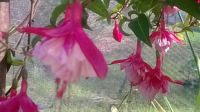 Fushia Hybrid
