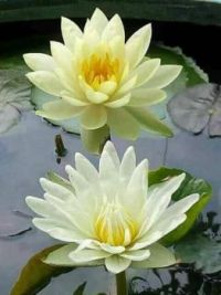 Blossoming Lotus in White