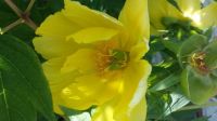 Tree paeony