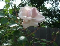 New Dawn Climbing Roses 1st plant, 2nd picture