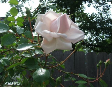 New Dawn Climbing Roses 1st plant, 2nd picture