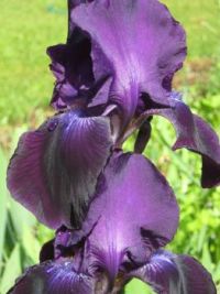 Purple Iris